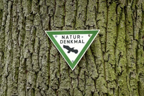 Trunk of the old Karl-Heinz Beckel oak tree (Quercus), tree bark, signpost natural monument with