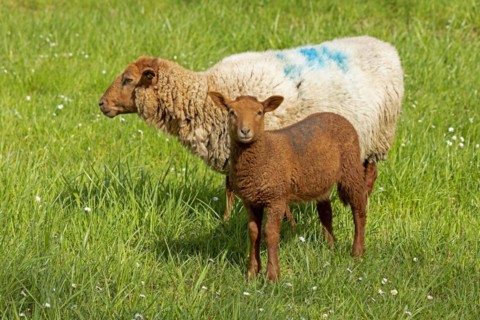Ewe, lamb, brown, sheep, Elbe dike near Bleckede, Lower Saxony, Germany, Europe