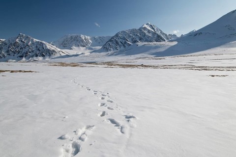 Deep footprints on a wide expanse of snow in the snow-covered Tavan Bogd National Park, Mongolian