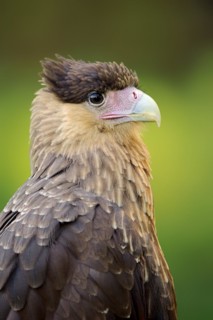Southern crested caracara (Caracara plancus), portrait, Florida