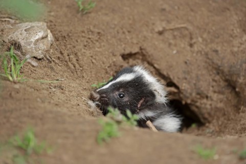 Striped skunk (Mephitis mephitis), juvenile at the burrow, captive, occurrence in North America