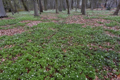 Wood anemone, anemones (Anemonoides nemorosa) in the castle park, Ludwigslust,