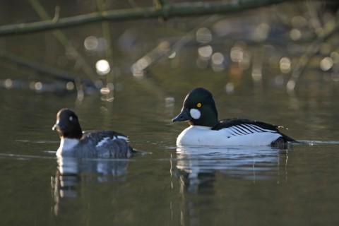 Common goldeneye (Bucephala clangula), drake in mating plumage, female calls for copula,