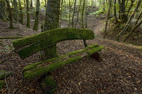 Weathered, rotten and mossy bench made of rough wooden boards, autumn leaves, backlight, beech