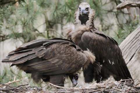 Cinereous vulture (Aegypius monachus), pair at the nest, captive, Germany, Europe