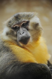 Golden-bellied mangabey (Cercocebus chrysogaster, Cercocebus agilis chrysogaster), male, captive,