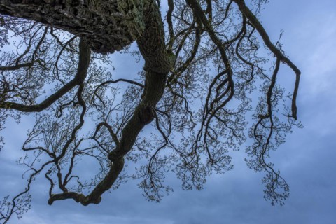 Bare treetop against a blue sky in the castle park, Ludwigslust, Mecklenburg-Vorpommern, Germany,