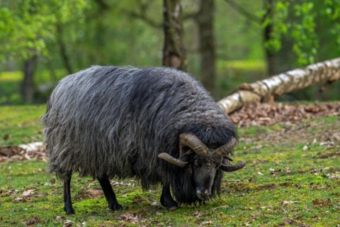 Lueneburger Heidschnucke, German Grey Heath ram, breed of black Northern European short-tailed
