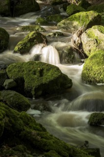 Mountain stream in the forest with mossy basalt rocks, blocks of basalt in the stream bed, Tertiary