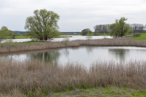 Trees, reeds, water, Elbtalaue near Bleckede, Lower Saxony, Germany, Europe