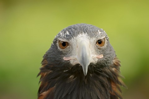 Wedge-tailed eagle (Aquila audax), portrait, captive, occurrence in Australia