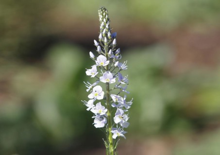 Gentian speedwell, gentian speedwell (Veronica gentianoides) North Rhine-Westphalia, Germany,