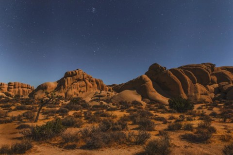 Joshua Tree (Yucca brevifolia), starry sky, Joshua Tree National Park, Mojave Desert, California,
