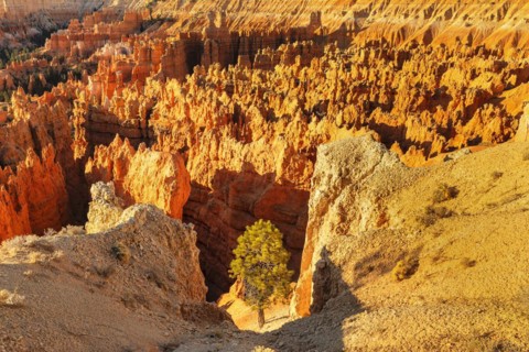 Bryce Amphitheatre at sunrise, Bryce Canyon National Park, Colorado Plateau, Utah, United States,