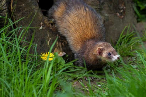 Hunting European polecat (Mustela putorius) leaving hollow tree trunk in search for mice and