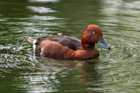 Ferruginous duck, ferruginous pochard, common white-eye, white-eyed pochard (Aythya nyroca) male