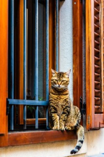 Old town with cat on the windowsill, harbour town Izola, on the Adriatic coast, Slovenia, Izola,