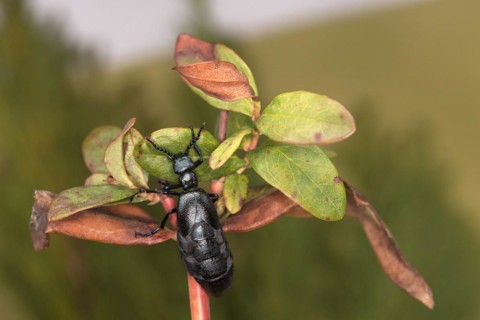 Black oil beetle (Meloe proscarabaeus), female, Valais, Switzerland, Europe