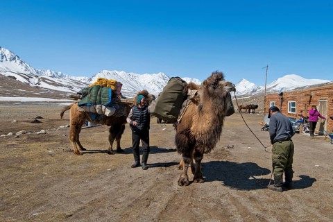 Start of an expedition with two camels to transport luggage in front of mountain peaks in the