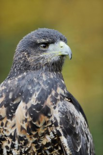 Andean buzzard or black-chested buzzard-eagle (Geranoaetus melanoleucus), immature, portrait,