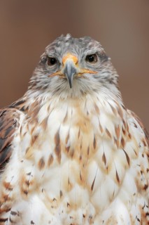 Ferruginous hawk (Buteo regalis), portrait, captive, occurrence in North America
