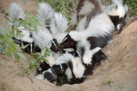 Striped skunk (Mephitis mephitis), female with young at the burrow, captive, occurrence in North
