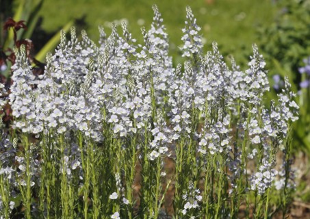 Gentian speedwell, gentian speedwell (Veronica gentianoides) North Rhine-Westphalia, Germany,