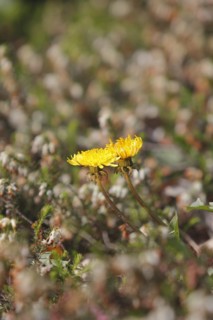 Two common dandelion (Taraxacum officinale), between winter heath (Erica carnea), North