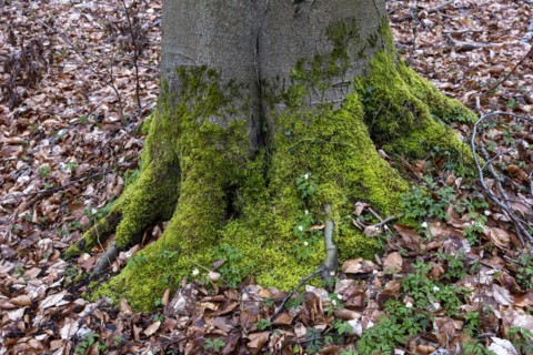 Moss-covered roots on a tree, deciduous leaves, palace gardens, Ludwigslust,