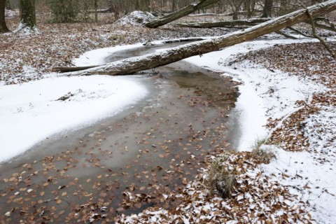 Rotbach, near-natural stream, beech forest, with ice and snow, between Bottrop and Oberhausen, Ruhr
