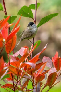 Eurasian blackcap (Sylvia atricapilla, Motacilla atricapilla) adult male perched in bush in garden