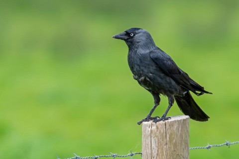 Western jackdaw, European jackdaw (Corvus monedula, Coloeus monedula) perched on wooden fence post