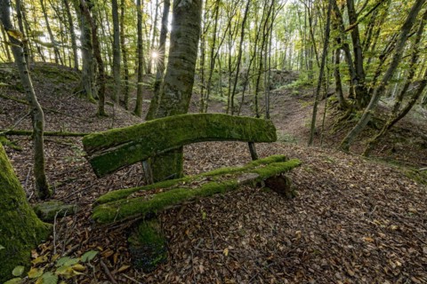 Weathered, rotten and mossy bench made of rough wooden planks, autumn leaves, sun star, beech
