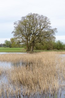 Trees, reeds, water, Elbtalaue near Bleckede, Lower Saxony, Germany, Europe