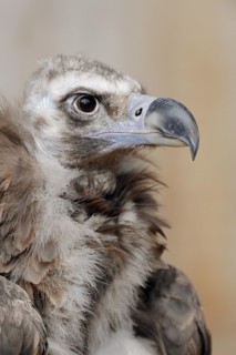 Black vulture or cinereous vulture (Aegypius monachus), portrait, captive, Germany, Europe
