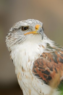 Ferruginous hawk (Buteo regalis), portrait, captive, occurrence in North America