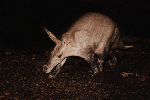 Aardvark (Orycteropus afer), captive, occurrence in Africa