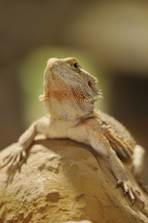 Bearded dragon or striped-headed bearded dragon (Pogona vitticeps, Amphibolurus vitticeps),