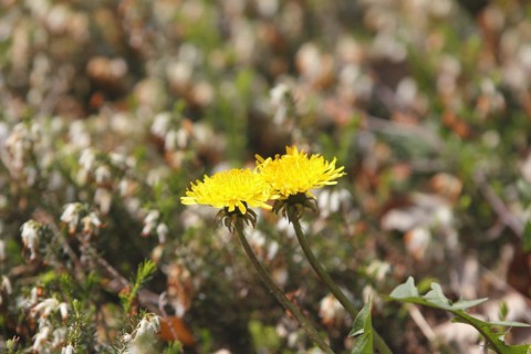 Two common dandelion (Taraxacum officinale), between winter heath (Erica carnea), North