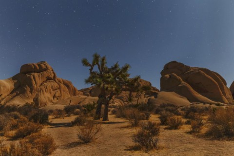 Joshua Tree (Yucca brevifolia), starry sky, Joshua Tree National Park, Mojave Desert, California,