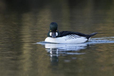 Common goldeneye (Bucephala clangula), drake in mating plumage, Oberhausen, Ruhr area, North