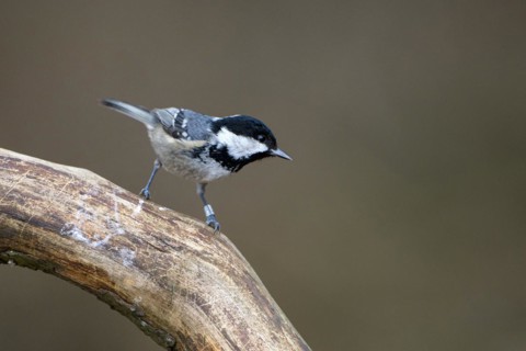 Coal tit (Parus ater), adult bird, Dingdener Heide nature reserve, North Rhine-Westphalia, Germany,