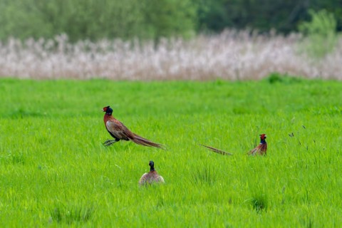 Common pheasant (Phasianus colchicus) male, cock defending mating territory in meadow during the