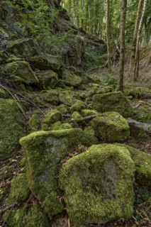 Mossy basalt rocks, block pile and former quarry for basalt in the beech forest, Raumertswald,