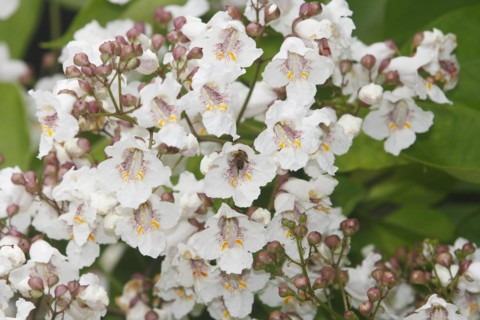 European honey bee (Apis mellifera) on southern catalpa (Catalpa bignonioides), cigar tree and