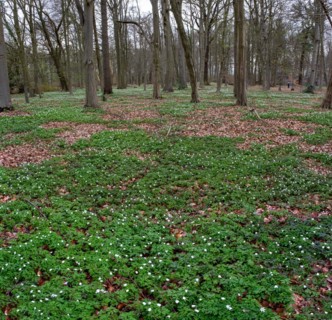 Wood anemone, anemones (Anemonoides nemorosa) in the castle park, Ludwigslust,