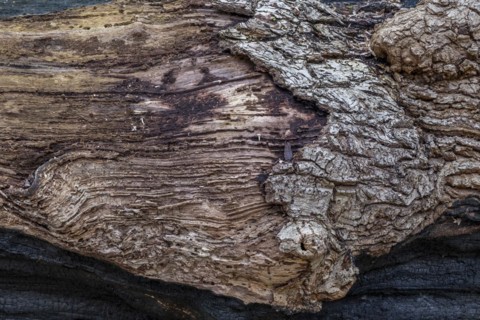Tree bark from a fallen tree in the castle park, Ludwigslust, Mecklenburg-Vorpommern, Germany,