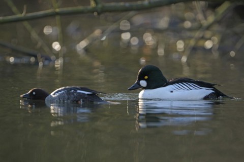 Common goldeneye (Bucephala clangula), drake in mating plumage, female calls for copula,
