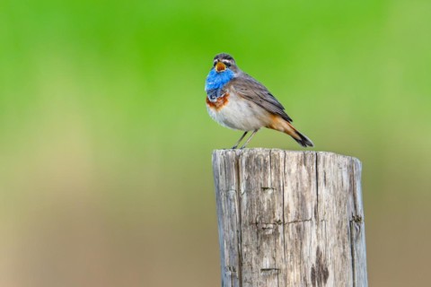 Bluethroat (Luscinia svecica cyanecula, Motacilla svecica) male calling from wooden fence post