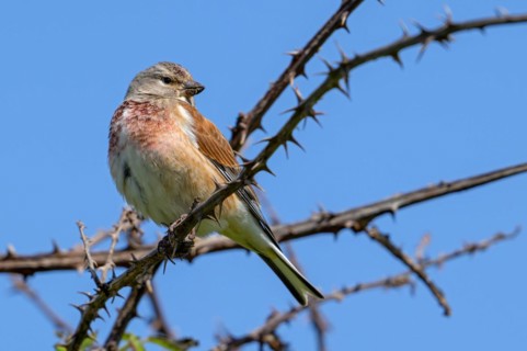 Common linnet (Linaria cannabina, Carduelis cannabina) male in breeding plumage perched in thorn